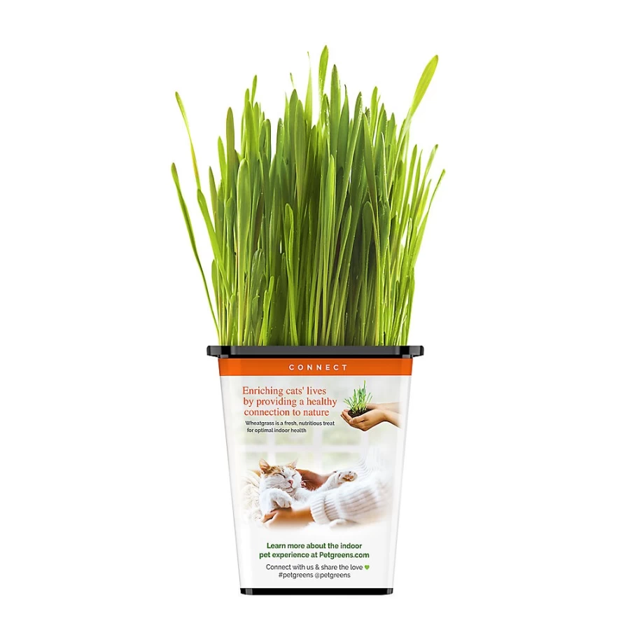 PetSmart Live Wheatgrass for Cats - Fresh Pet Greens for Indoor Cats