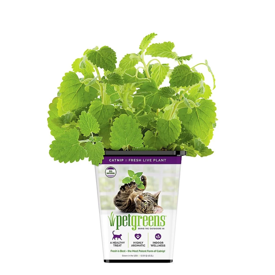 PetSmart Live Cat Grass with Catnip - Organic Pet Greens for Indoor Cats