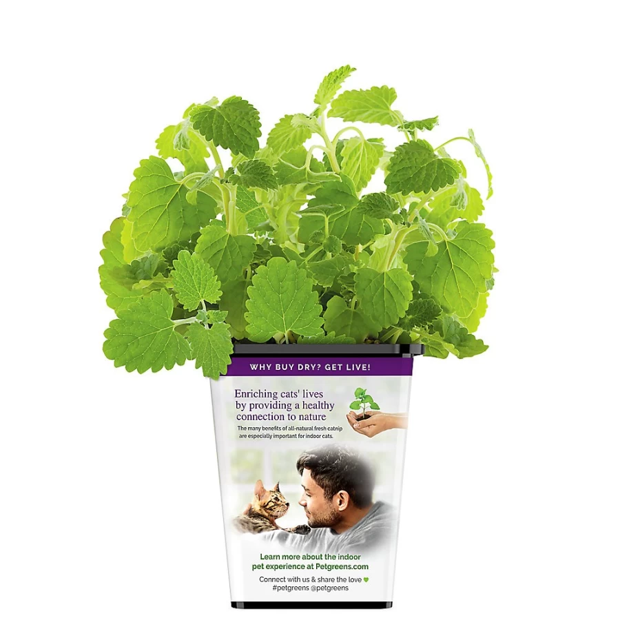 PetSmart Live Cat Grass with Catnip - Organic Pet Greens for Indoor Cats