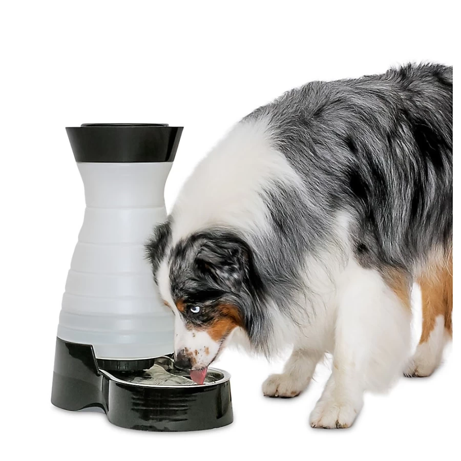 PetSmart Automatic Pet Water Dispenser - Healthy Hydration Station for Dogs & Cats