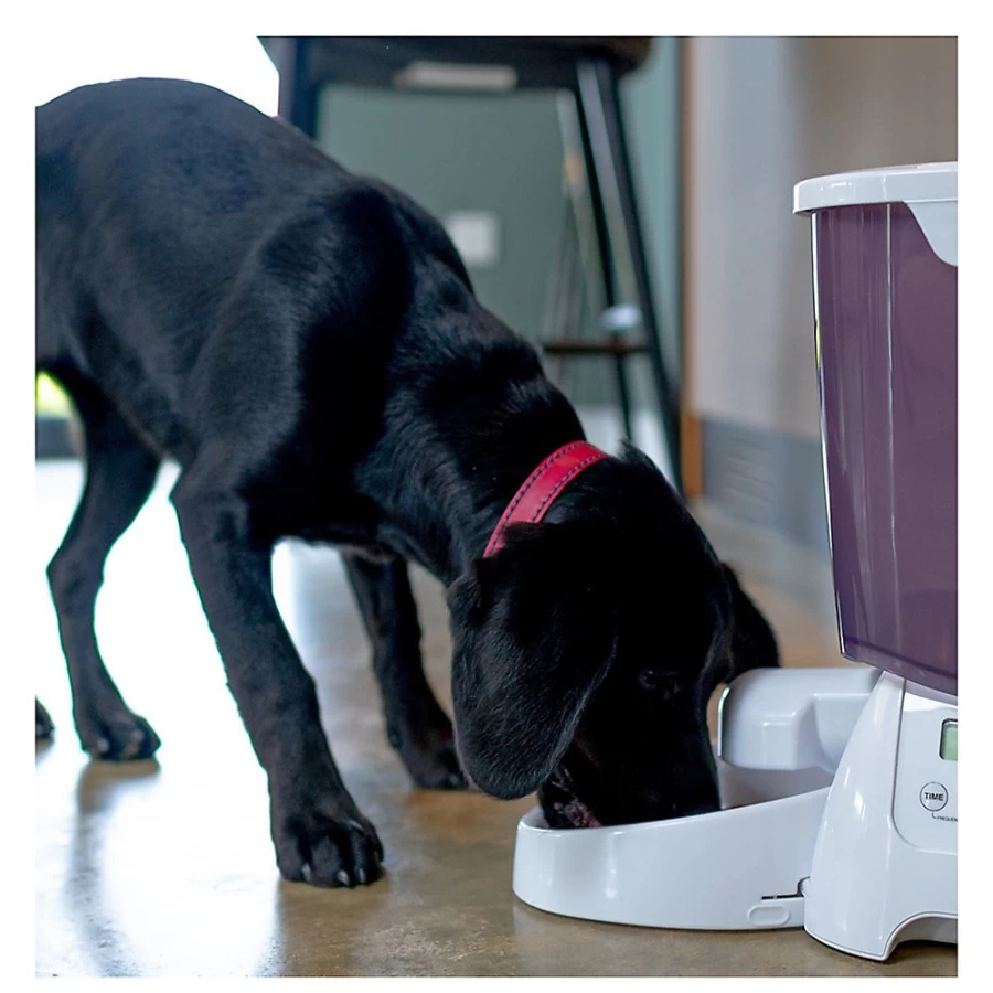 PetSmart Automatic Cat Feeder - C3000 Programmable Pet Food Dispenser for Cats