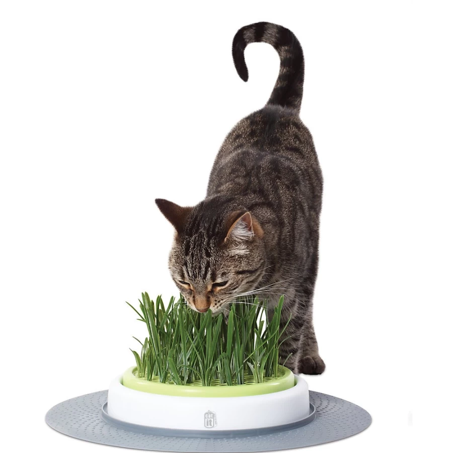 PetSmart Catit Senses 2.0 Cat Grass Garden Kit - Grow Fresh Cat Grass for Indoor Cats