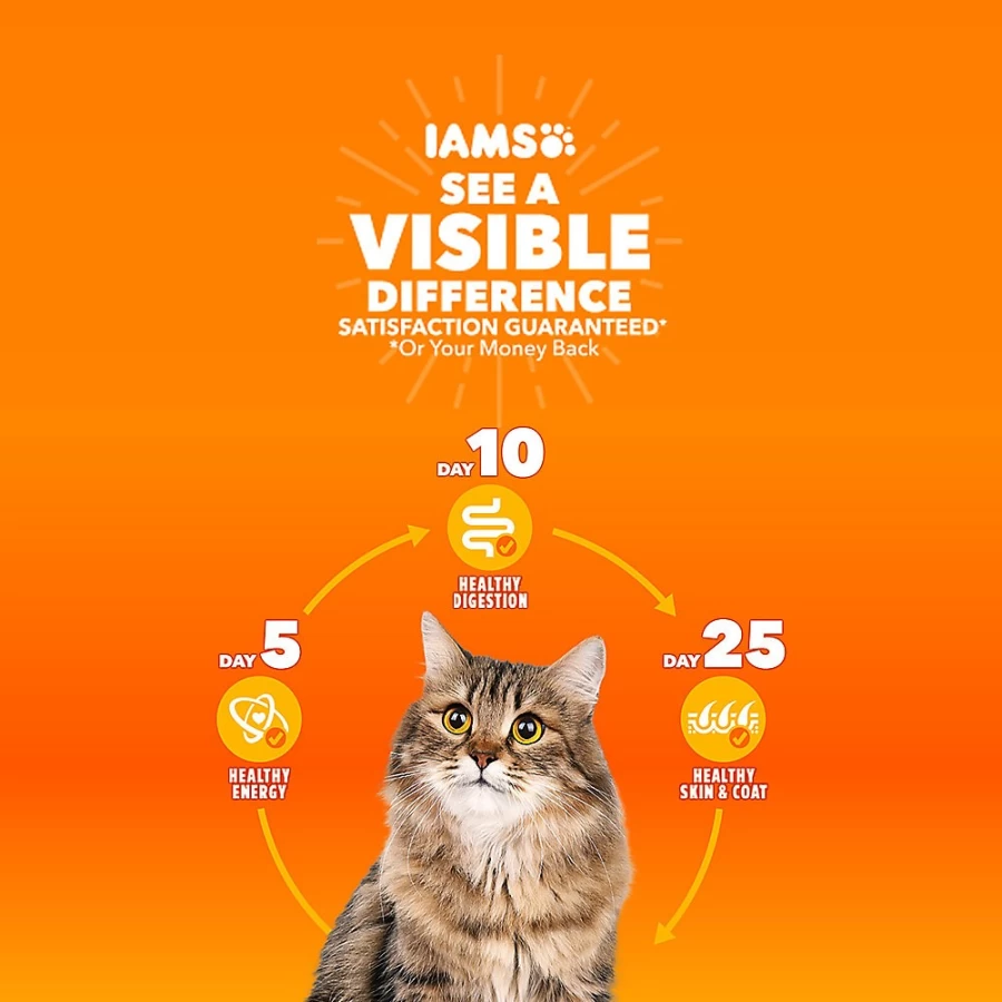 PetSmart Proactive Health Kitten Dry Cat Food - Chicken Recipe for Healthy Development | IAMS Trade