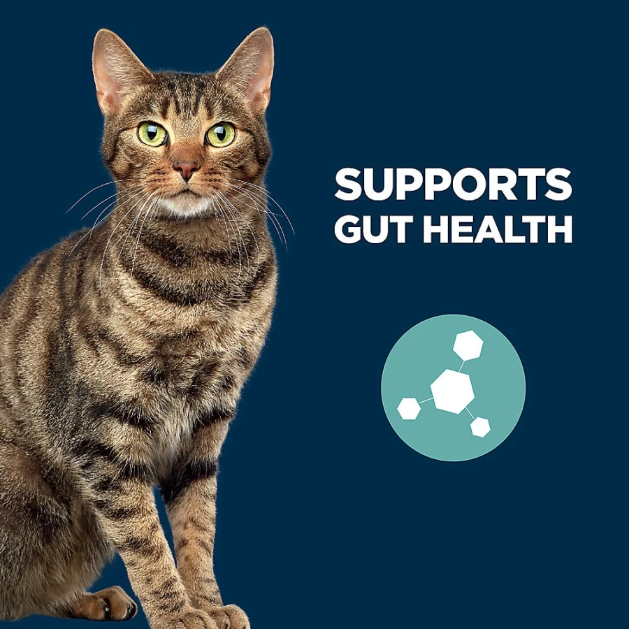 PetSmart Authority Gut Health Dry Cat Food with Salmon & Rice - With-Grain Formula for Digestive Support