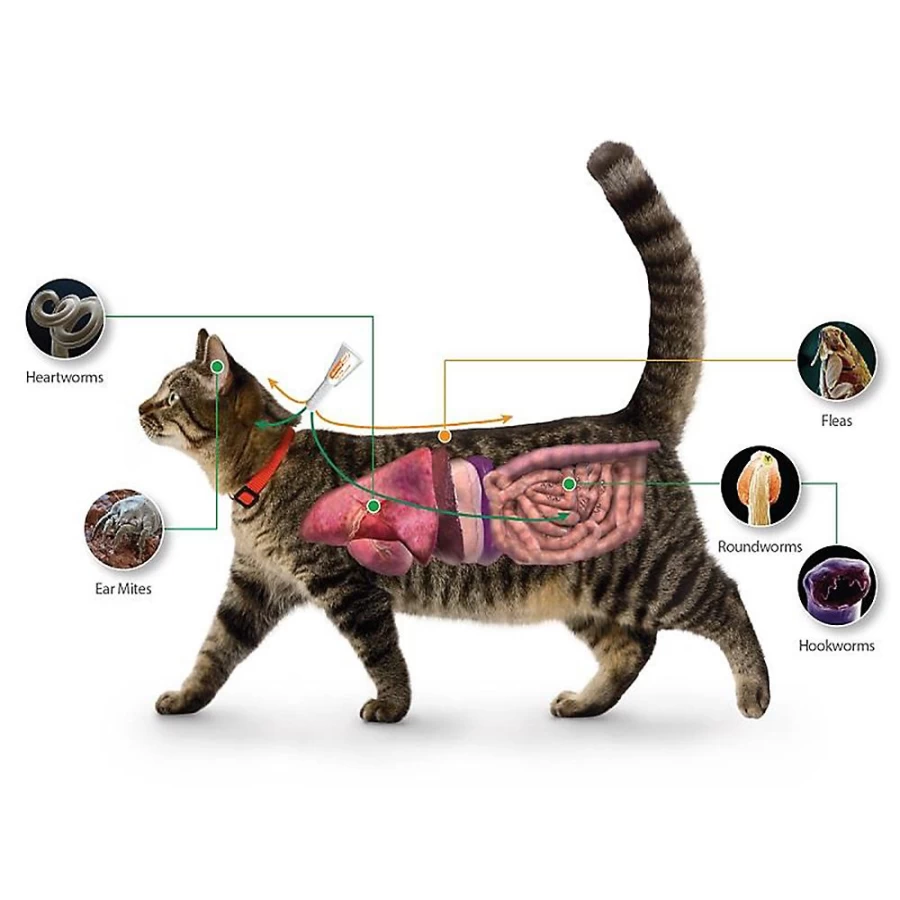 PetSmart Advantage Multi for Small Cats 2-5 lbs | 1-Month Flea, Tick & Heartworm Treatment