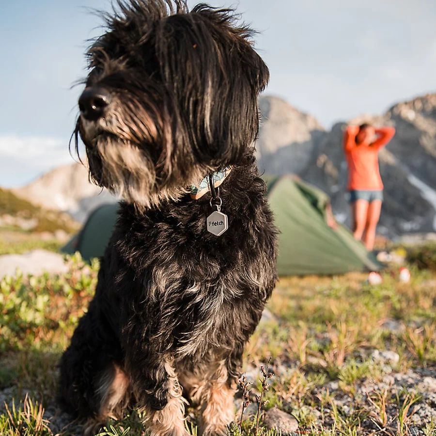 PetSmart Lifekey Digital Small Pet ID Tag - Waterproof & Durable Pet Identification for Dogs & Cats
