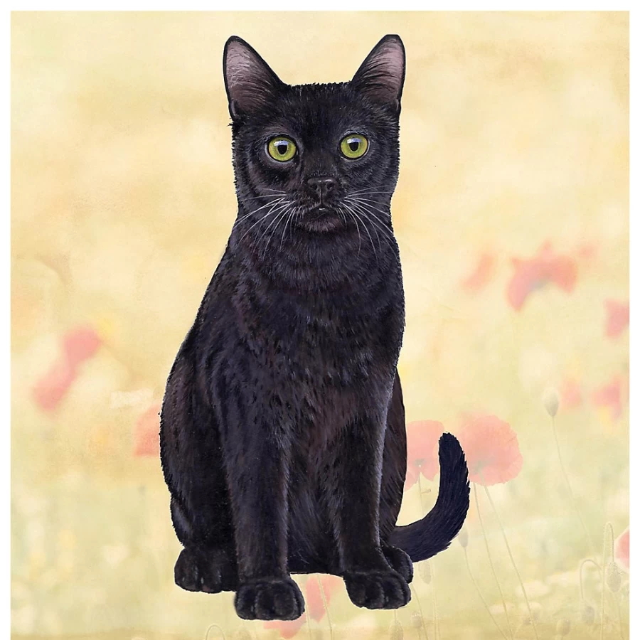 PetSmart Black Cat Themed Square Coaster Set for Drinks - ES Pets Collection