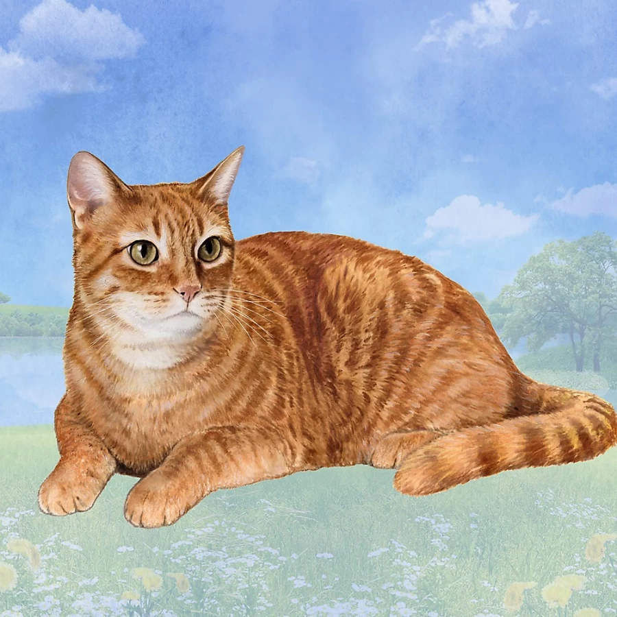 PetSmart Orange Tabby Cat Square Coaster Set for Drinks - Cute Kitty Themed Beverage Coasters for Home Decor